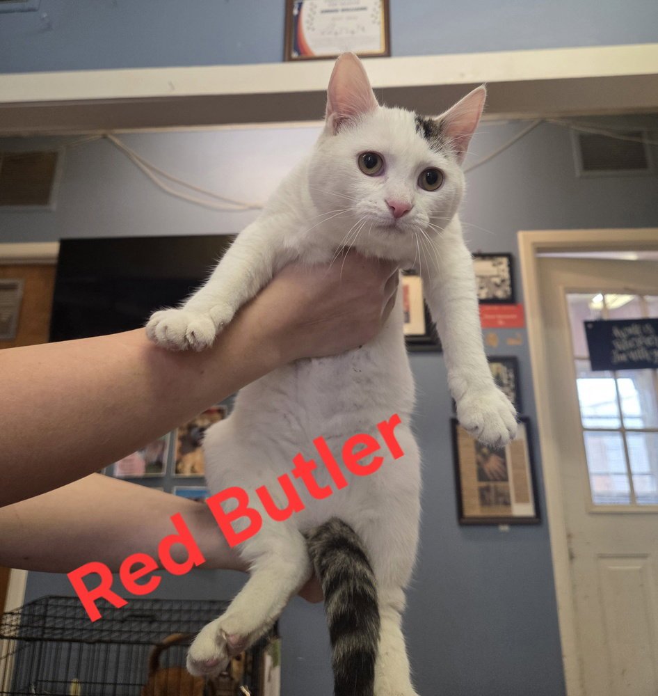 Red Butler - Photo 4