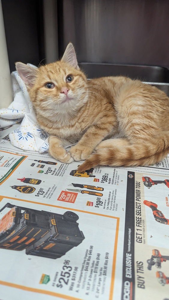 HOT WING - Domestic Short Hair available for adoption