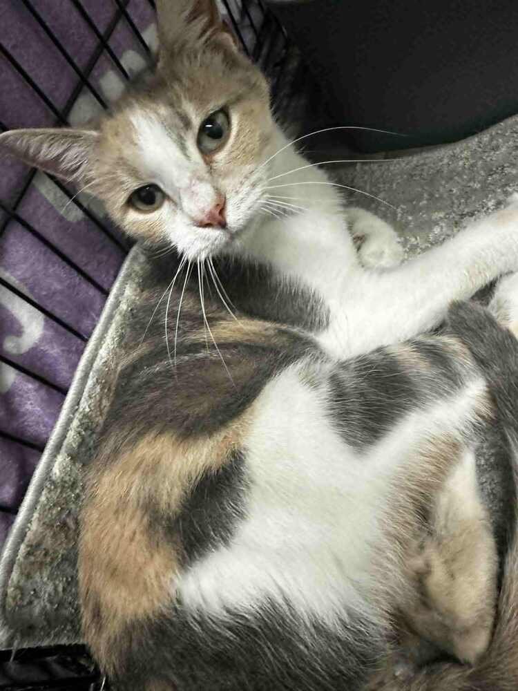 NIRIDIA - Domestic Short Hair available for adoption