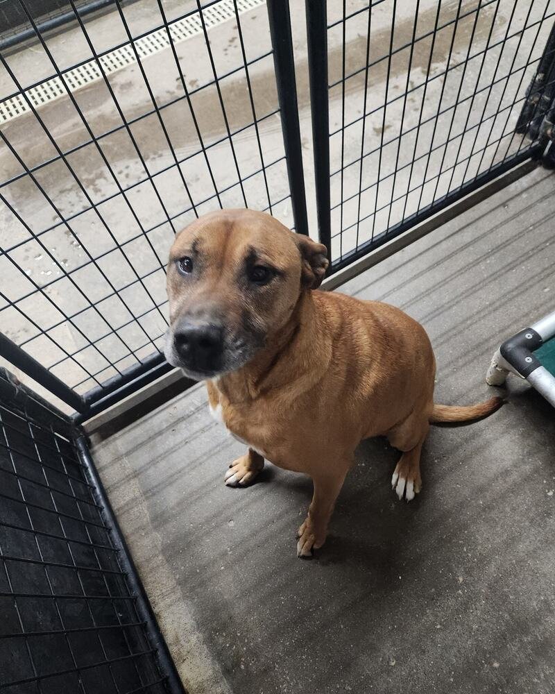 MELODY - Boxer available for adoption