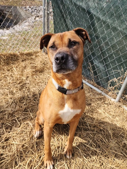 MELODY - Boxer available for adoption
