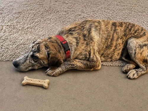 AELLA SHAY - Terrier available for adoption