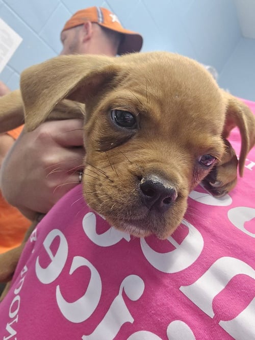 IMAN - Pit Bull Terrier / Rottweiler available for adoption