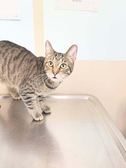 CRUMPET - Domestic Short Hair available for adoption