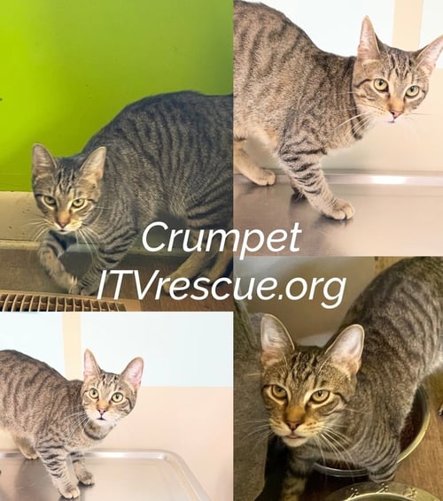 CRUMPET - Domestic Short Hair available for adoption
