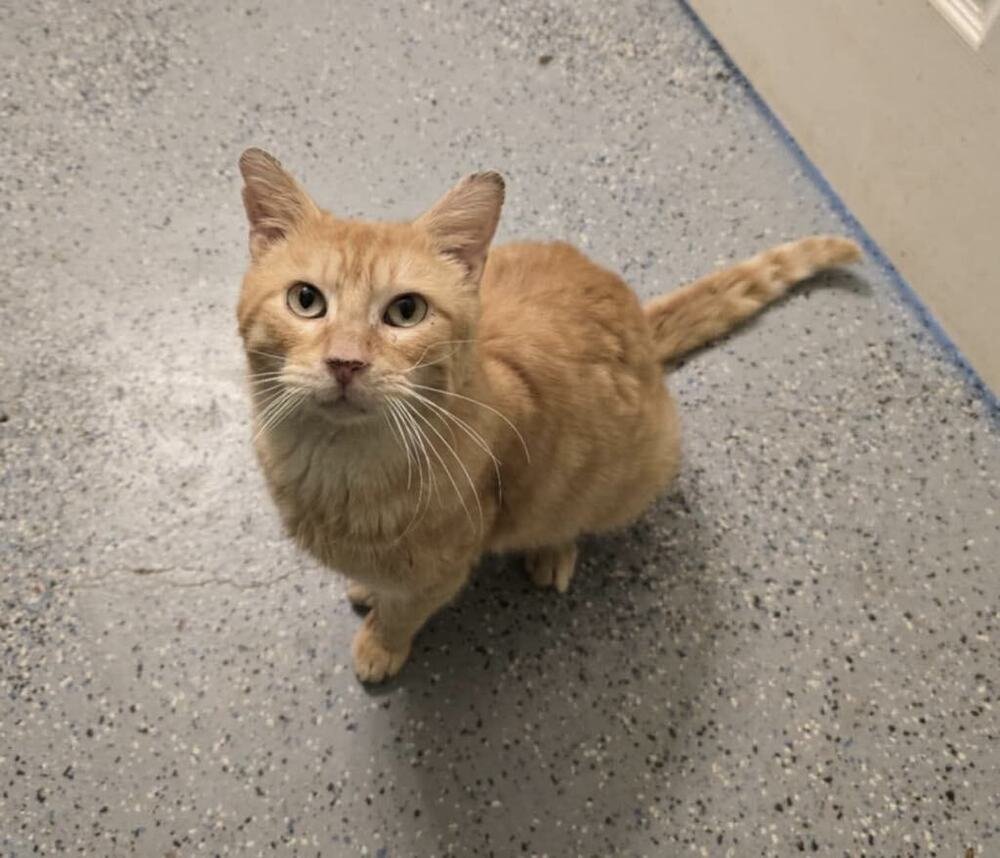ASTRO (CHEDDAR) - Domestic Short Hair available for adoption