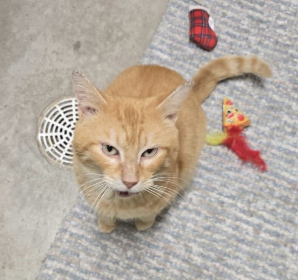 ASTRO (CHEDDAR) - Domestic Short Hair available for adoption
