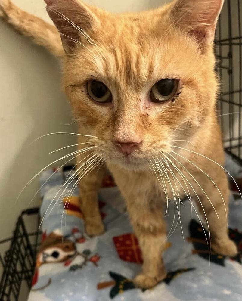 Astro (Cheddar) - Photo 3