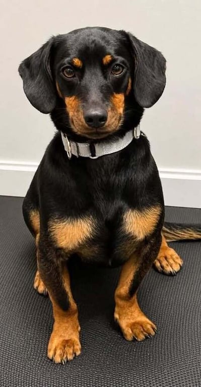 Benny Image
