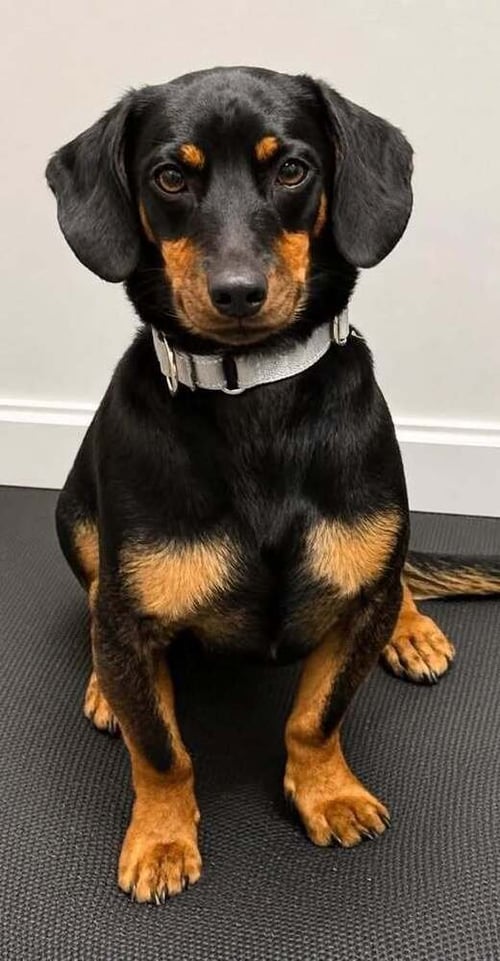 BENNY - Dachshund available for adoption