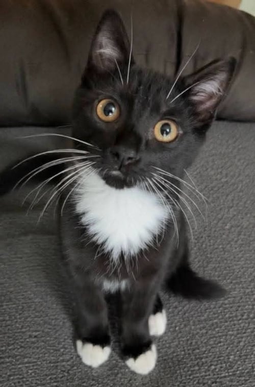 LENORD - Domestic Short Hair available for adoption
