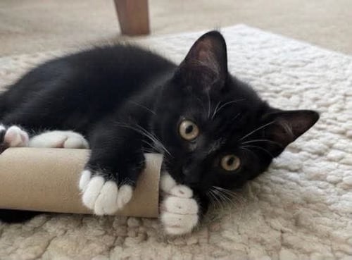 LENORD - Domestic Short Hair available for adoption