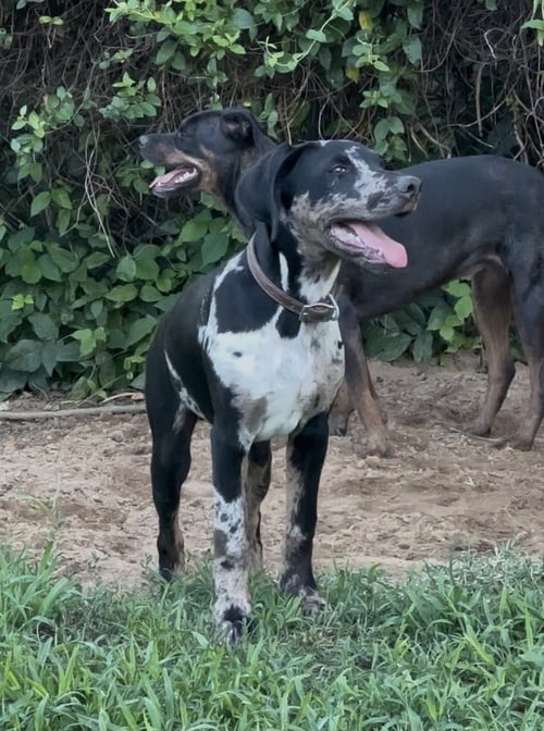 CHARLIE - Doberman Pinscher / American Pit Bull Terrier available for adoption