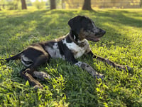 Charlie - Photo 4