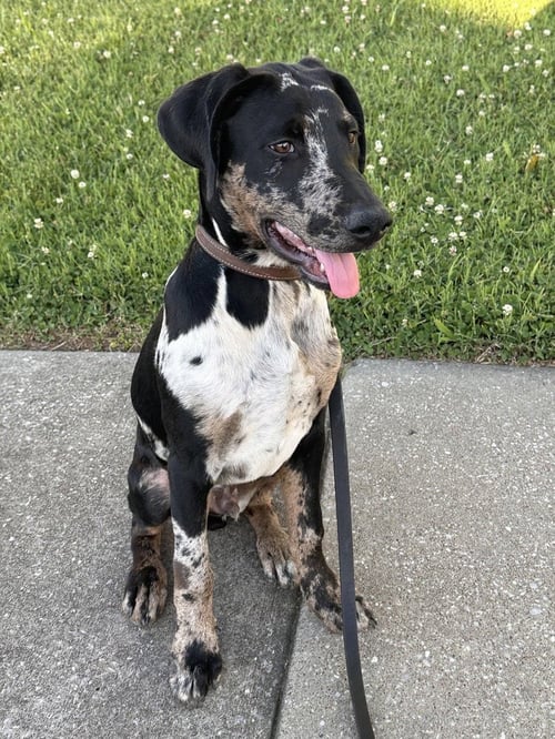 CHARLIE - Doberman Pinscher / American Pit Bull Terrier available for adoption