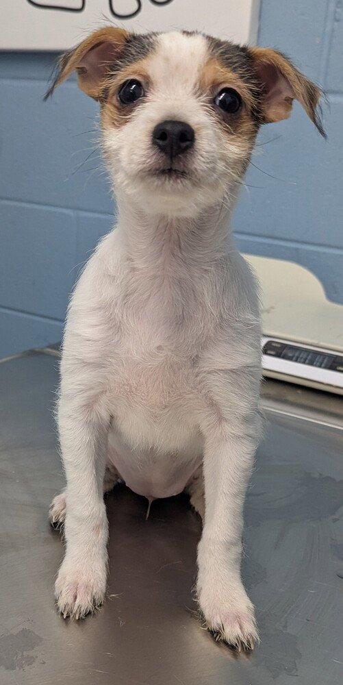 PANCHA - Jack Russell Terrier available for adoption