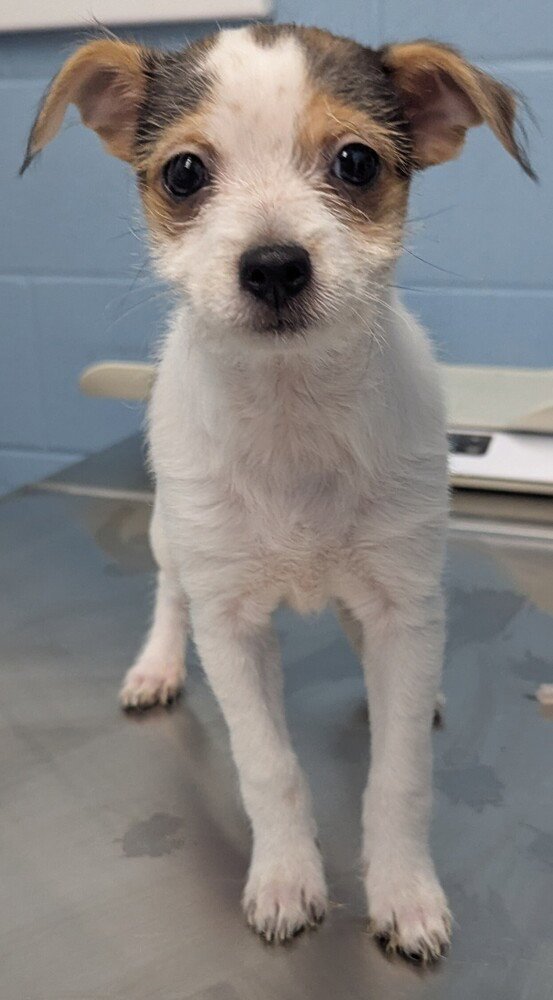 PANCHA - Jack Russell Terrier available for adoption