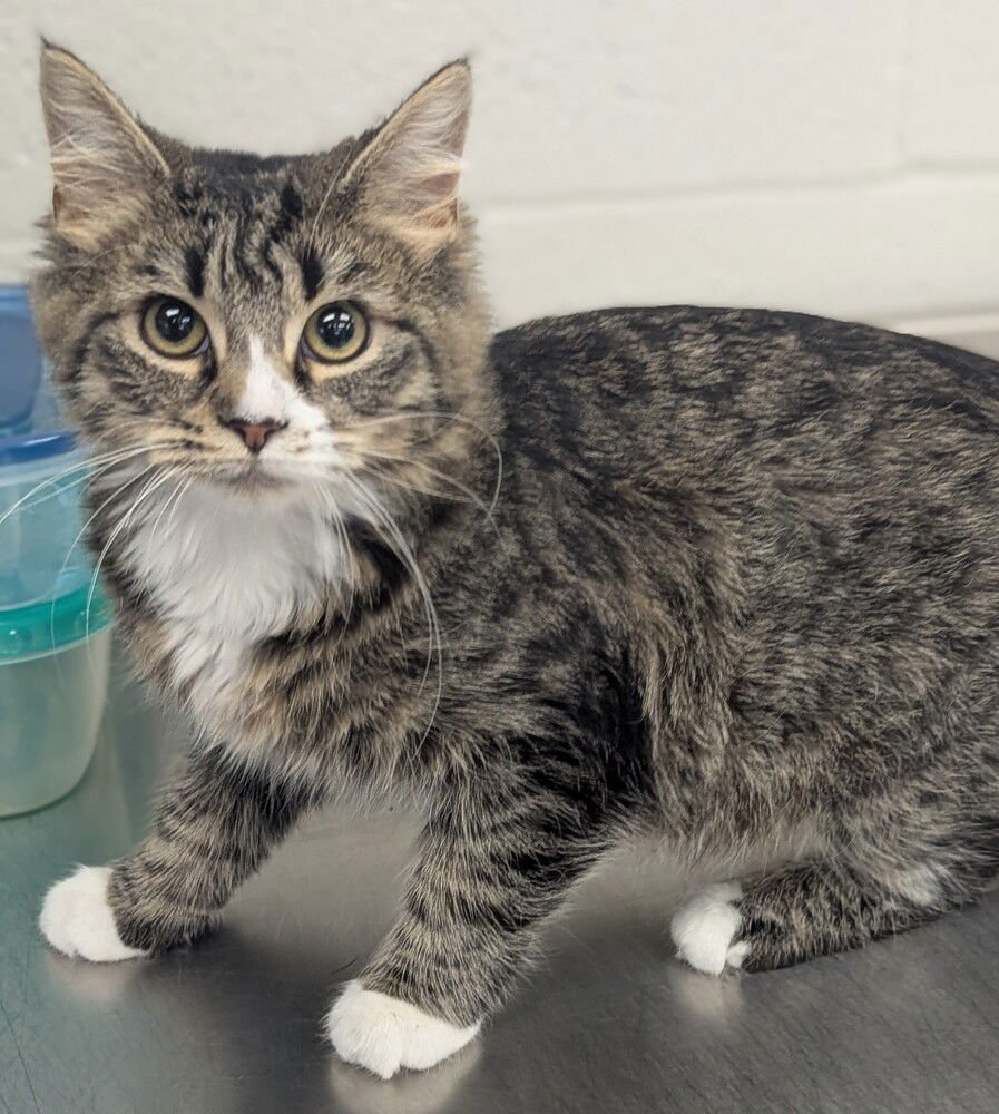 GRUMPY BEAR - Domestic Medium Hair available for adoption