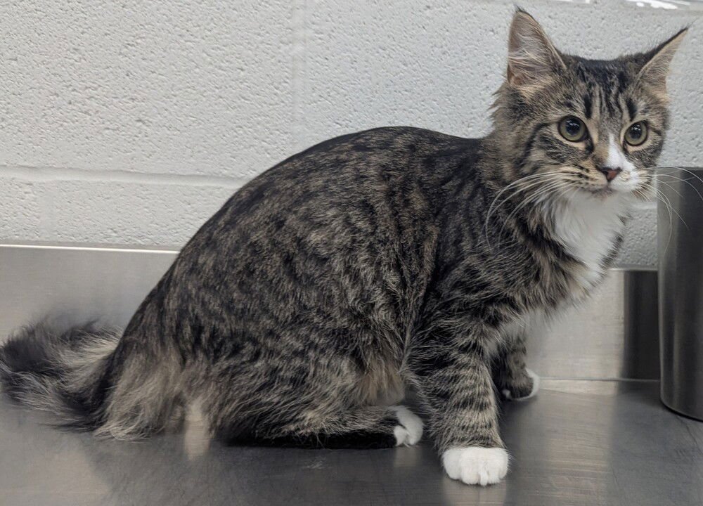 GRUMPY BEAR - Domestic Medium Hair available for adoption