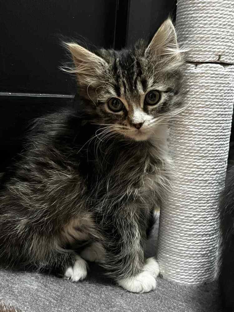 Grumpy Bear - Photo 4