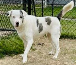HELEN - Australian Shepherd / Australian Cattle Dog/Blue Heeler available for adoption