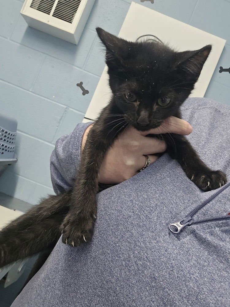 NIPSEY - Domestic Short Hair available for adoption