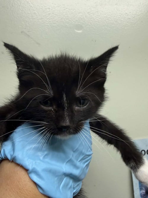 SERAPHINA - Domestic Short Hair for adoption in Evansville