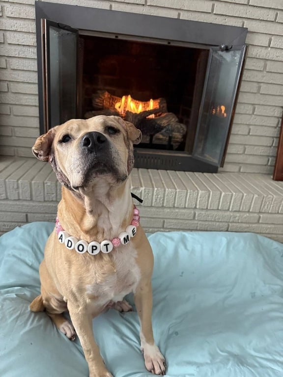Frieda Image