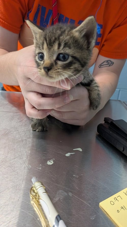 HIGHLAND - Domestic Short Hair available for adoption