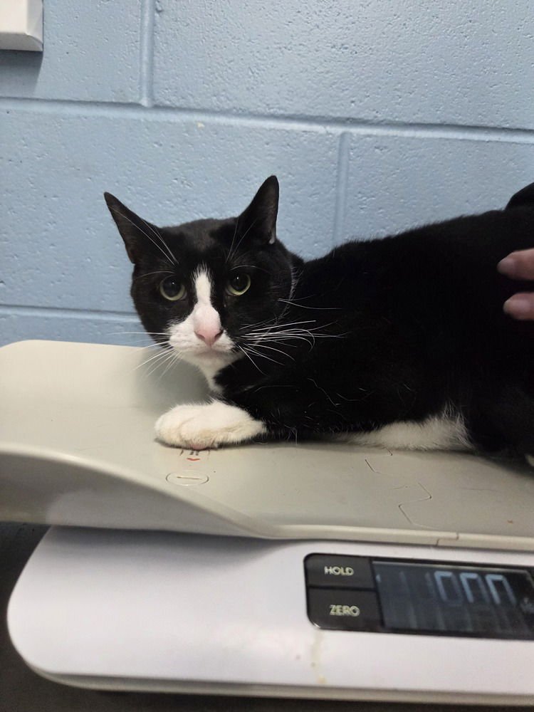 TY - Domestic Short Hair available for adoption