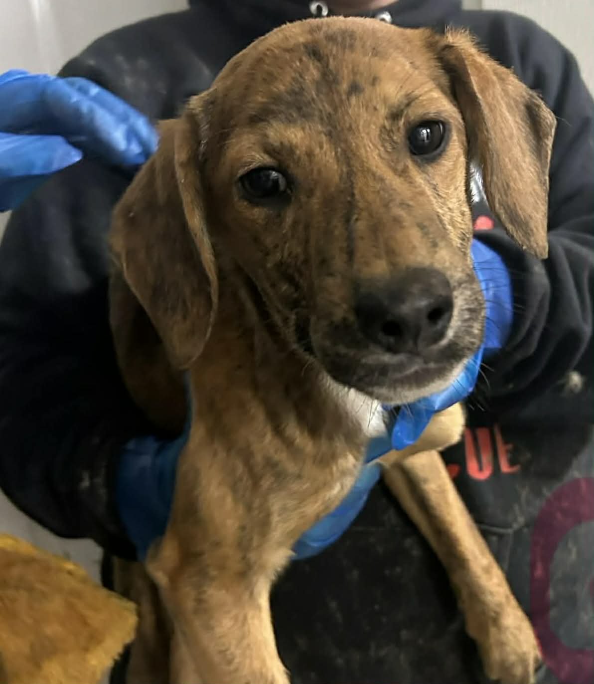 CHOCOLATE - Terrier available for adoption