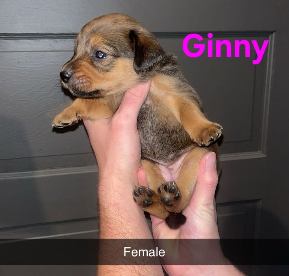 GINNY - Terrier available for adoption