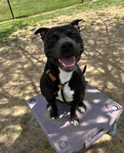 CHEESEBURGER - Pit Bull Terrier available for adoption