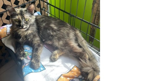 MAYHEM - Domestic Medium Hair available for adoption