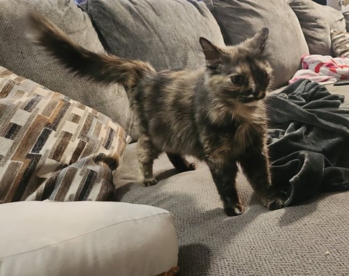 MAYHEM - Domestic Medium Hair available for adoption