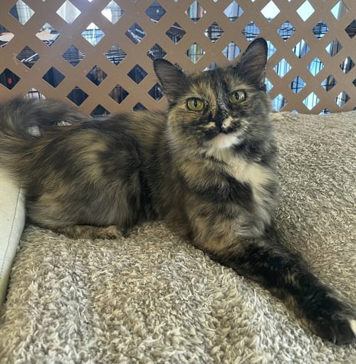 MAYHEM - Domestic Medium Hair available for adoption