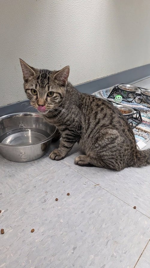 LUCKY SEVEN - Domestic Medium Hair for adoption in Owensboro