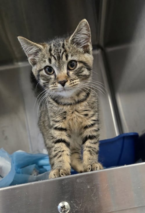LUCKY SEVEN - Domestic Medium Hair available for adoption