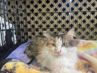 Evion - Photo 3