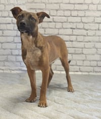 Buddy - Photo 1