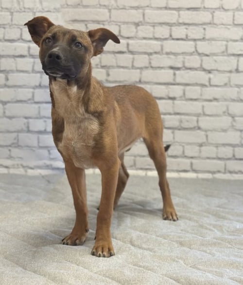 BUDDY - Australian Cattle Dog/Blue Heeler / Australian Cattle Dog/Blue Heeler available for adoption