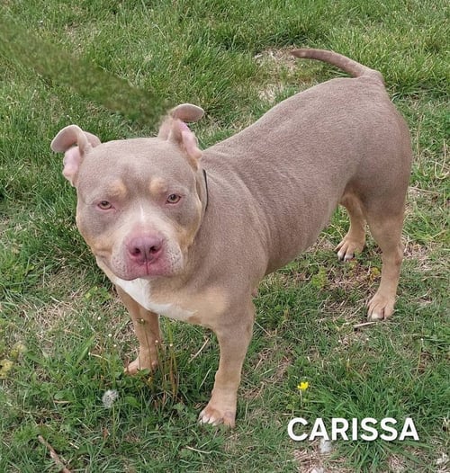 CARISSA - American Bulldog available for adoption