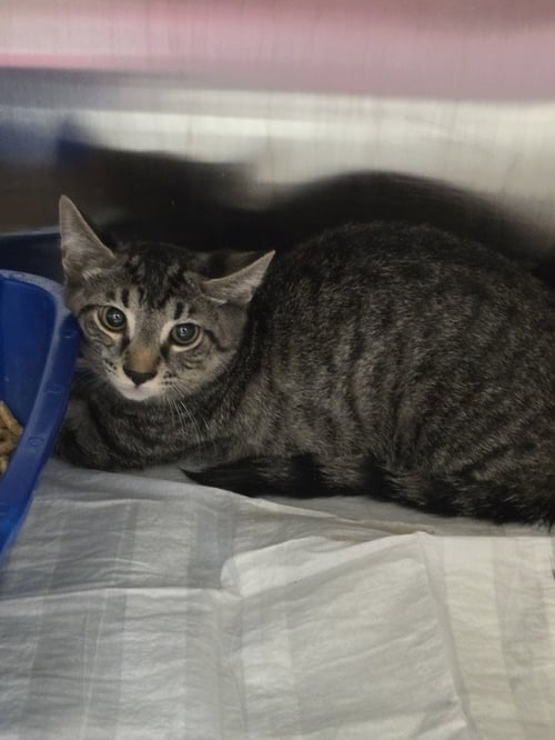 JET - Domestic Short Hair available for adoption