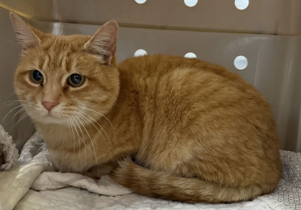 CECILIA - Domestic Short Hair available for adoption