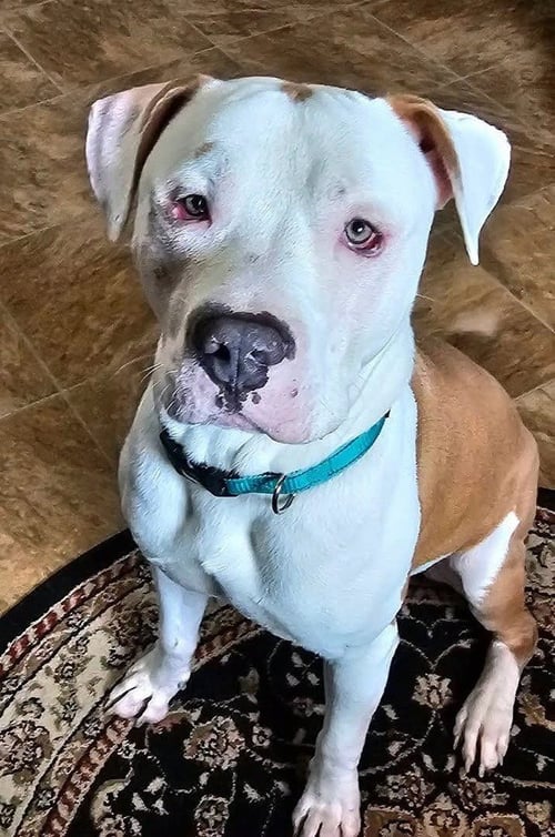 SIMBA - Pit Bull Terrier available for adoption