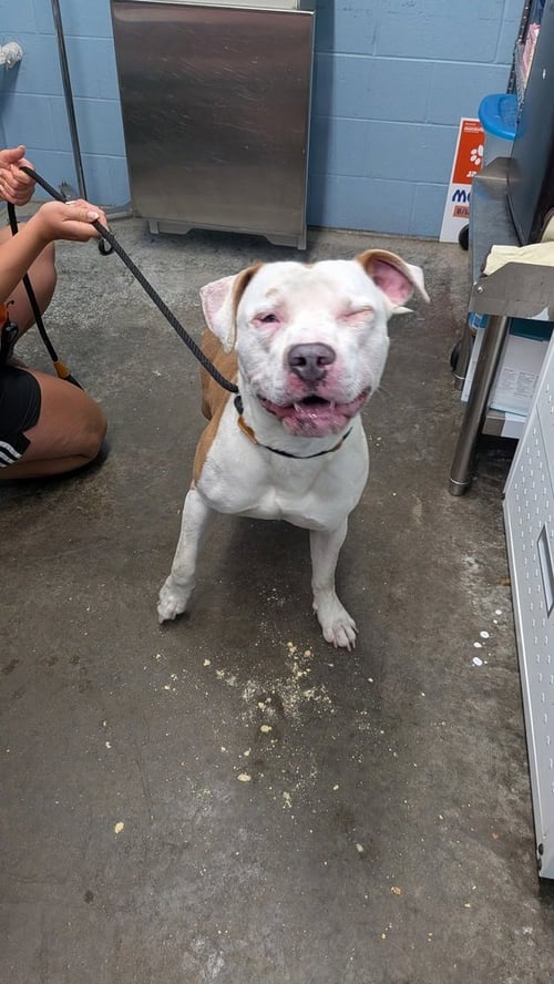 SIMBA - Pit Bull Terrier available for adoption