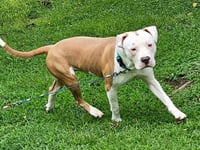 Simba - Photo 4