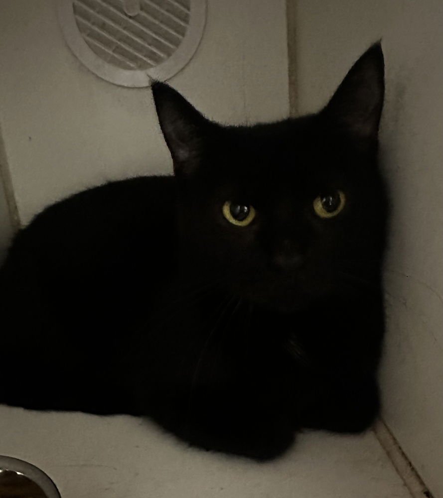 RUDOLPHA - Domestic Short Hair available for adoption