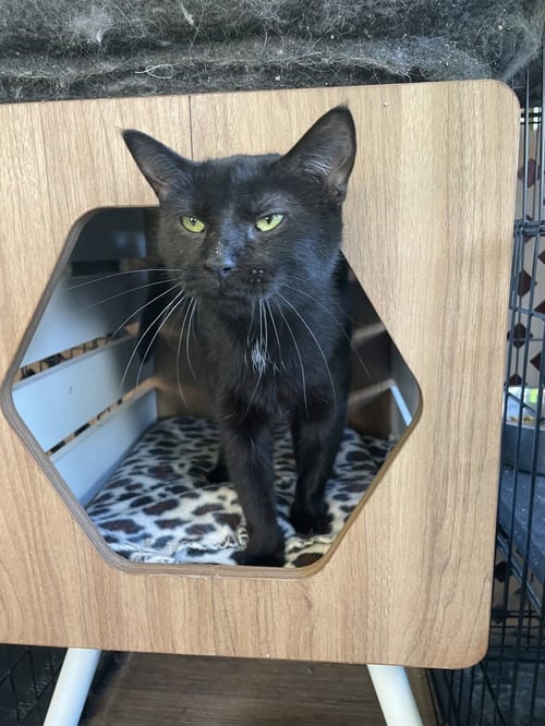 RUDOLPHA - Domestic Short Hair available for adoption