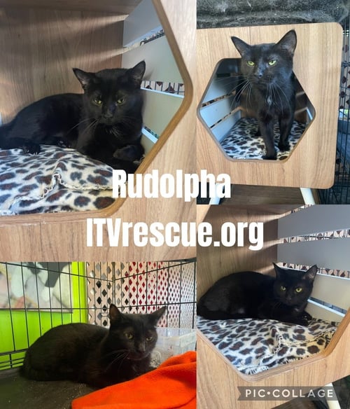 RUDOLPHA - Domestic Short Hair available for adoption